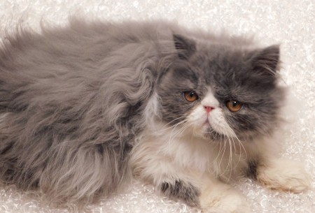 exotic longhair cat